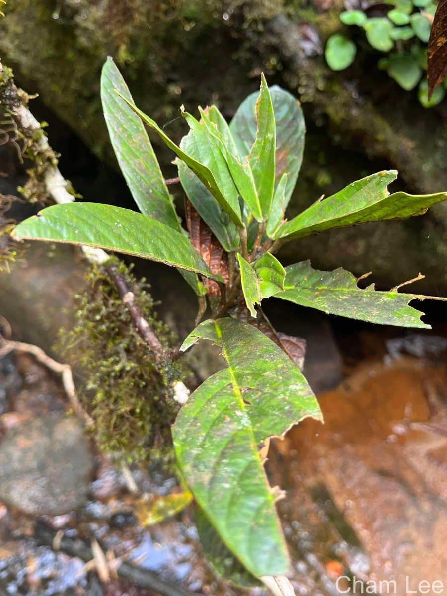 Stemonoporus rigidus Thwaites